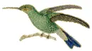 hummingbird