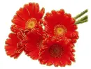 red gerberas