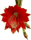 christmas cactus flower