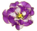 lisianthus