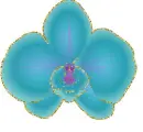 blue orchid