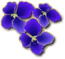 3 blue flower