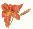 daylily
