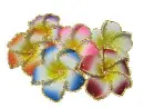 plumerias