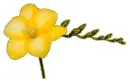 yellow freesia