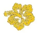 yellow hibiscus