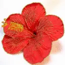 red hibiscus