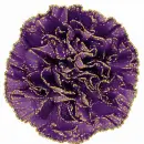 purple carnation