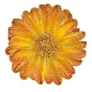 dahlia
