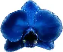 blue orchid