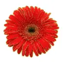 red gerbera
