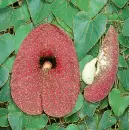 aristolochia