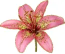 asiatic lily
