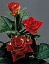tabby rose