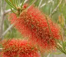 brush flowers