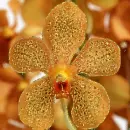 yellow orchid