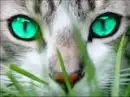 Warrior Cat