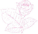 rose