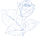 rose