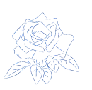 rose