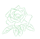 rose