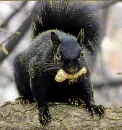 black squirrel