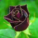 claret rosa