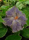 purple hibiscus