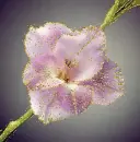 gladiola