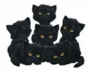 5 black cat