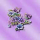 pansies