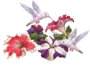 hummingbirds and flowers