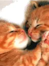 Kissing Kittens