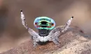 Peacock Spider