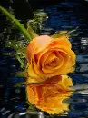 orange rosa