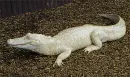 albino crocodile