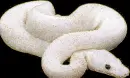 albino snake