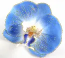 blue orchid