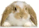 piebald rabbit