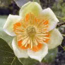 liriodendron