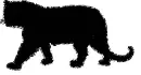 big cat