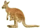 kangaroo with kid