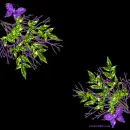 Purple and Green