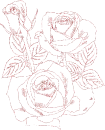 rose