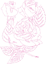 rose