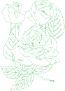 roserose