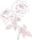 rose