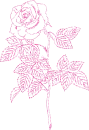 rose
