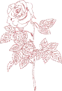 rose