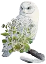 snow owl